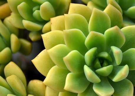 Succulent